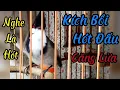 Download Lagu Chào Mào Hót Đấu - Chào Mào Hót Sáng Luyện Giọng Kích Bổi Ra Âm Hót Đấu | suara burung merbah jambul