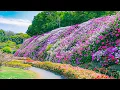 Download Lagu Summer Flower Tour 🌸 Walk Through the Most Beautiful Garden in Full Bloom