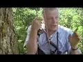 Download Lagu Saxony Greater Gird of Paradise | David Attenborough | BBC Studios