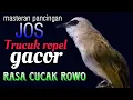 Download Lagu Trucukan gacor ropel panjang rasa cucak rowo untuk pancingan masteran