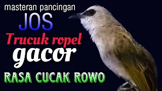 trucukan gacor ropel panjang rasa cucak rowo untuk pancingan masteran