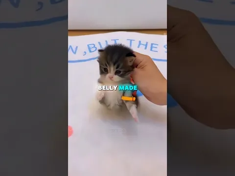 This Tiny Kitten Finally Walked With Ease π₯Ήπ #shorts