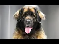 Download Lagu Grooming a Giant Leonberger Dog After 1 Year...and I Was Shocked!