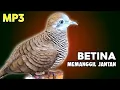 Download Lagu Suara Perkutut Betina Gacor Paling Ampuh Untuk Memanggil Jantan Agar Bunyi