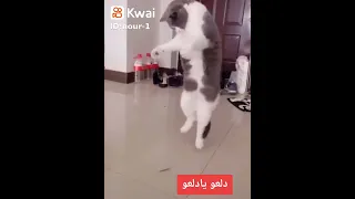   دلعوا يادلعوا  ههههههههههههه دندنها