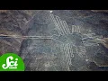 Download Lagu Solving the Nazca Lines’ Ancient Archeological Mystery