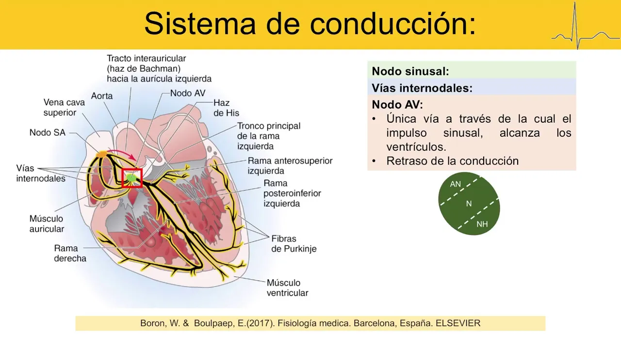 Fundamentos de electrocardiografía