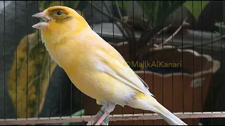 تحدي الكناري الصامت استمع لهذا الصوت ولن يصمت بعدها 