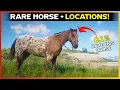 Get RARE Leopard Appaloosa With Location - RDR2