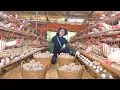 Download Lagu Harvest Chicken Eggs Goes To Market Sell, Make Soy Sauce Eggs, Take Care Of The Vegetable Garden