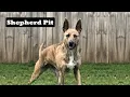 07 Questions About Shepherd Pit People Also Ask German Shepherd Pitbull Mix