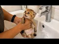 This Tiny Kitten Completely Trusted Me During His First Bath