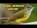 Download Lagu MASTERAN BURUNG CUCAK JENGGOT DAN TERAPI AIR MENGALIR.