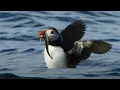 Download Lagu Puffin Hunts Fish To Feed Puffling | Blue Planet II | BBC Earth