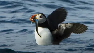 Puffin Hunts Fish To Feed Puffling Blue Planet II BBC Earth 