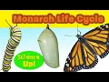 Download Lagu The Amazing Monarch Life Cycle--narrated for elementary science lessons