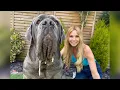 THE NEAPOLITAN MASTIFF - HUGE DANGEROUS GUARD DOG Mastino Napoletano
