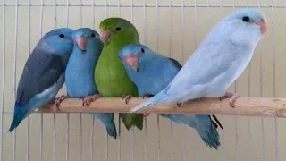 ببغاء فوربس 