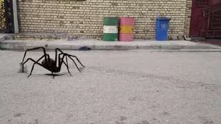 شاهد العنكبوت المخيف يقفز عليك 