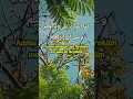 Download Lagu Sholawat Nabi Ibrahim - Sholawat Ibrahimiyah