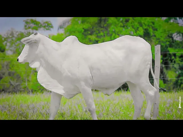 Novilha Nelore LSA - 1580