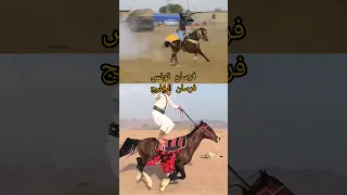 خيل خيل عربيه اصيله خيل عربيه فرس فرسان خيالة حصان حصان عربي اصيل Horse Horseracing مصر  خيل خيل عربيه اصيله خيل عربيه فرس فرسان خيالة حصان حصان عربي اصيل Horse Horseracing مصر