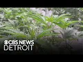 Michigan s 24 marijuana wholesale tax goes into effect Jan 1
