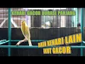 Download Lagu KENARI GACOR CENGKOK MEWAH ,COCOK UNTUK MASTERAN ATAU PANCINGAN