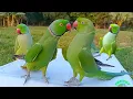 Lagu Parrot Talking Videos Compilation