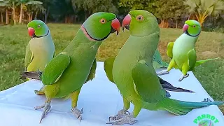 parrot talking videos compilation
