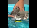 Download Lagu Tips Memandikan Kucing Agar Tidak Mengamuk #kucing #kucinglucu #kucingimut #kucingoren