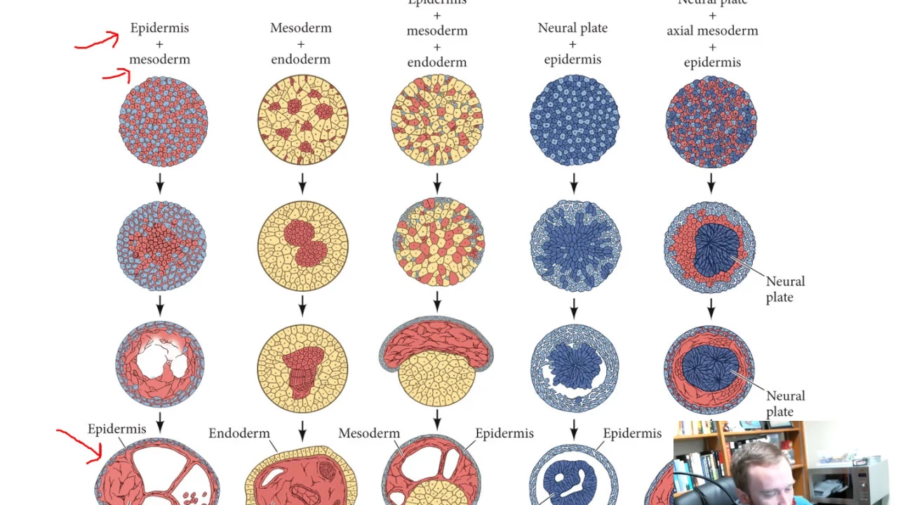 Cell-to-Cell Communication (Chapter 4)