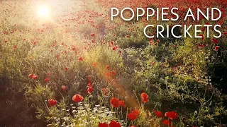 Poppies and CRICKET Sound - Relaxing Soothing and Calming