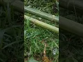 Download Lagu ngala buah nangka di kebon uwa#ngala gantar#seni sunda
