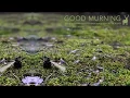 Download Lagu Irukanji - Good Murning [Zenonesque Dark Prog Psytrance Mix]