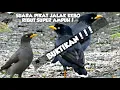 Lagu SUARA PIKAT JALAK KEBO RIBUT || ANTI GAGAL!