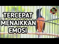 Download Lagu TERCEPAT MERANGSANG EMOSI❗️ PANCINGAN MURAI BATU GACOR FULL ISIAN AMPUH MEMANCING EMOSI LAWAN
