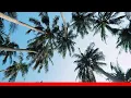 11 Fascinating Facts About Palm Trees