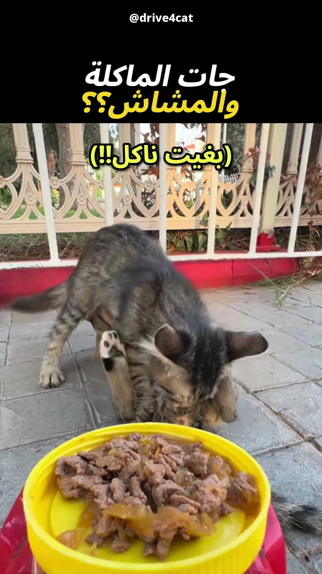 المشاش نساو الماكلة 😹