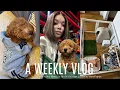 WEEKLY VLOG 24 Hrs in Chicago First 72 Hrs with My New Puppy