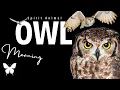 Owl Spirit Animal Owl Spirit Guide Owl Symbolism Owl Totem