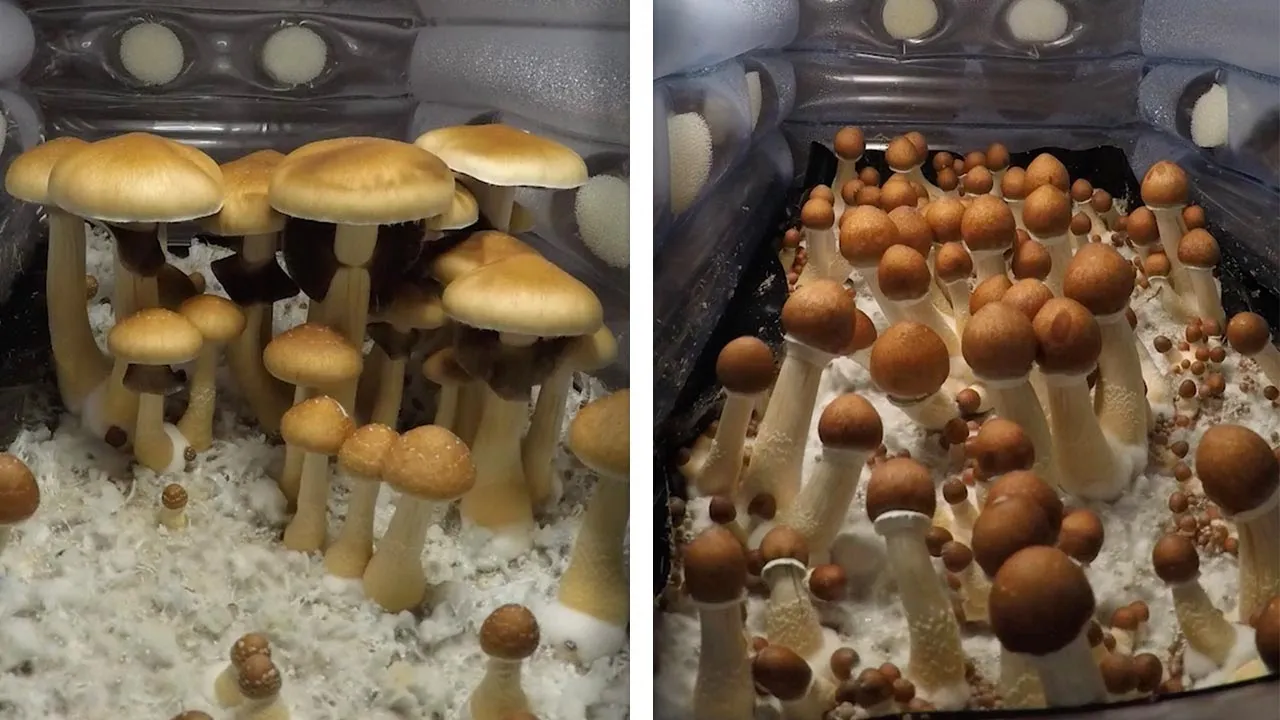 Incredible Time-Lapse Of Mushrooms Growing