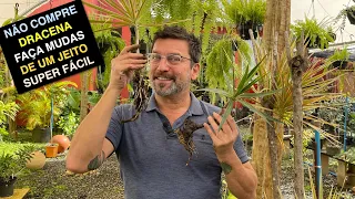Jeito Mais Fácil de Fazer Mudas de Dracenas