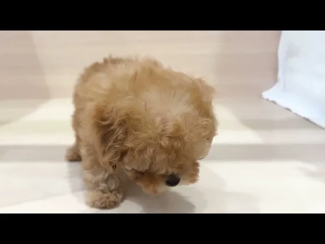 動画