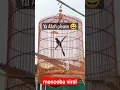 Download Lagu tengkek buto, cucak cungkok, cucak jenggot, ciblek disikat semua sama murai batu ini 😮‍💨😮‍💨