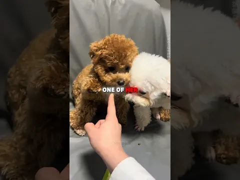 This Puppy Couldn't Stop Protecting Them #shorts