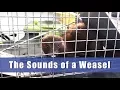 Lagu Suara Musang - Mustelidae Musang Ontario