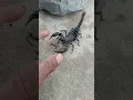Download Lagu OMG scorpion bite my 🖐️🦂#shortsvideo#plaese#subscribe#mychannels🙏🙏🙏🙏🙂♥️♥️❤️🌟🌟