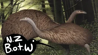 Moa New Zealand Bird Of The Week 