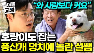 “쇠줄도 끊어요” 커다란 풍산개 포함 수컷 5: 암컷 1 키웠더니 벌어진 일 #몰아볼교양